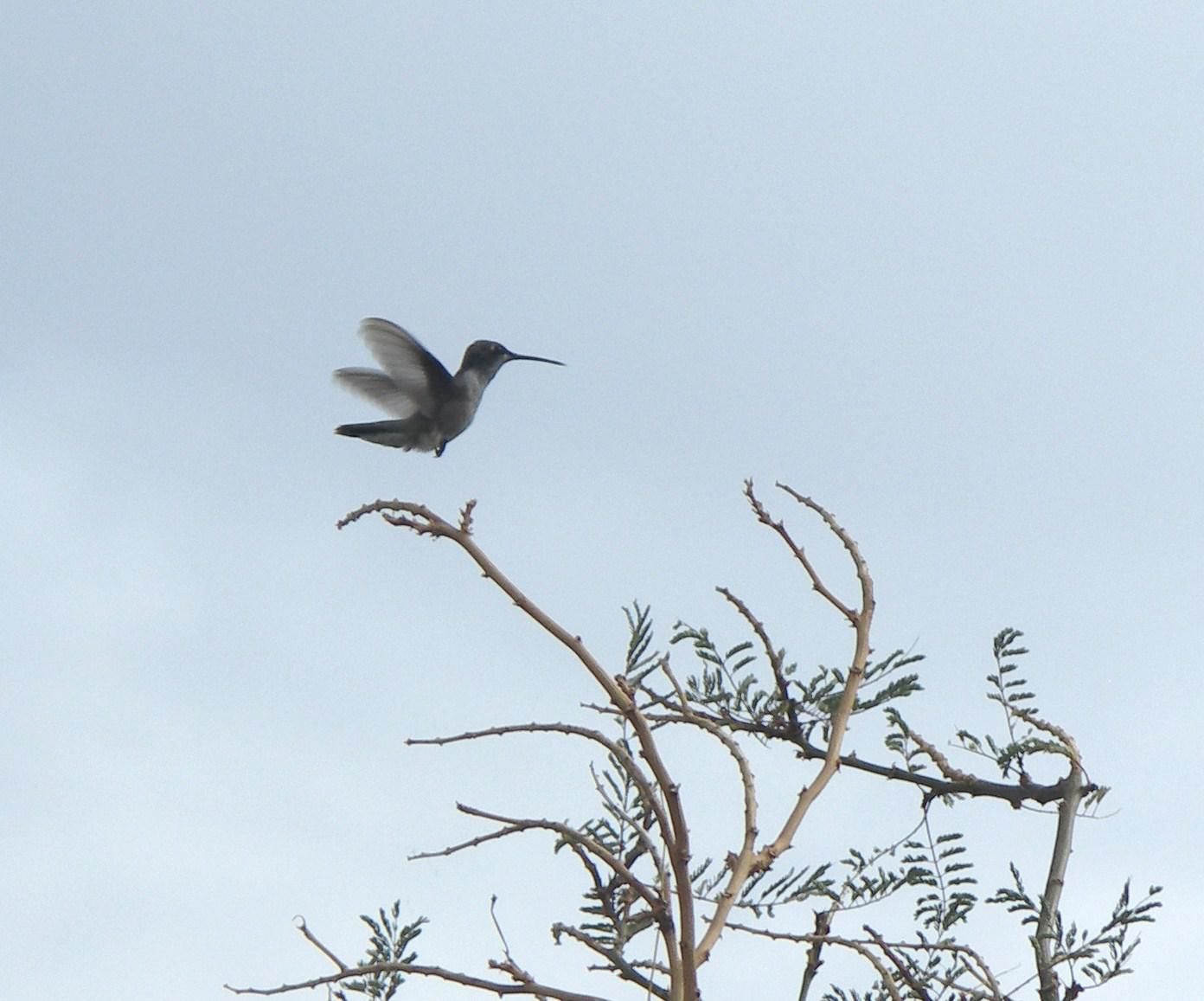 Hummingbirds from backyards and beyond